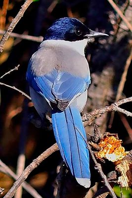 Asian Azure-winged Magpie 'Cyanopica cyanus' In Forest ,Where It Belongs
