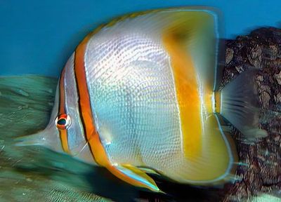 Orange-Banded Coralfish 'Coradion chrysozonus'