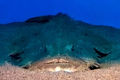 Monkfish, 'Lophius sp.'