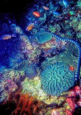 Sea Snake, Hunting