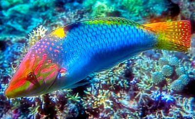 Checkerboard Wrasse 'Halichoeres hortulanus'