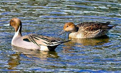 Male And Female Pintails