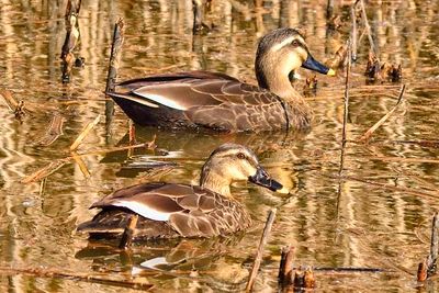 Duck Couple On Pond