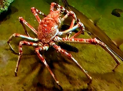 Crab