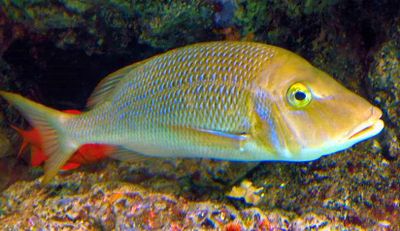 Snapper