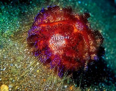 Fire Sea Urchin, With Pair Coleman Shrimps