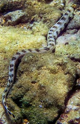 Sea Snake, Near Surface