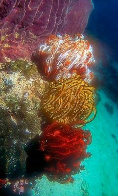 3 Colours Of Crinoids