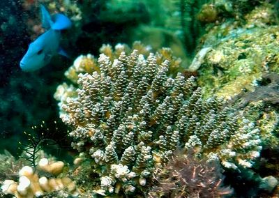 Redtoothed Triggerfish 'Odonus niger' Behind Coral Table