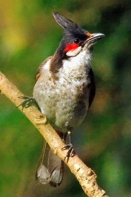 Red-whiskered Bulbul 'Pycnonotus jocosus', Close Up