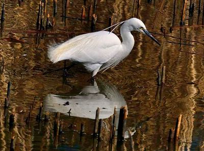 Egraitte On Pond