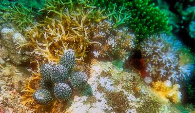 Corals And Strange Plants