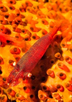 Sea Star Shrimps 'Periclimenes soror', Close