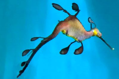 Sea Dragon