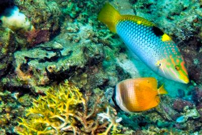 Two Fish on the Corals