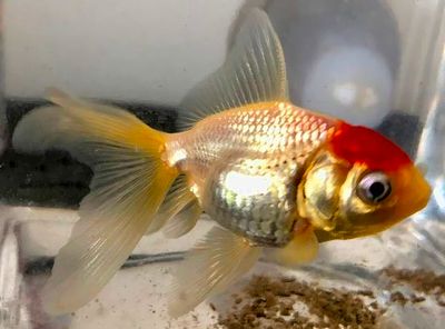 Peixinho
