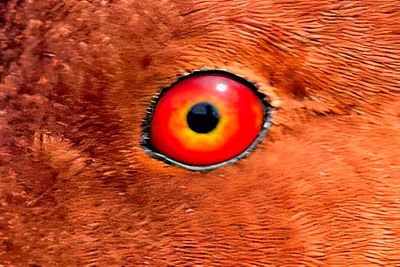 Red Eyed Duck, CUp