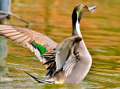 Pintail Duck, Stretching Wings