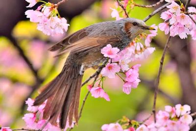 Blubul Eating Sakuras