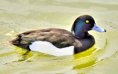 Tufted Duck 'Aythya fuligula', Yellow Eye