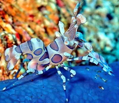 Under the Seas