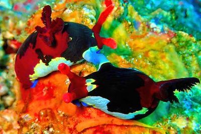 Nembrotha Nudibranch Sex