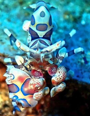 Arlequin Shrimp, Frontal