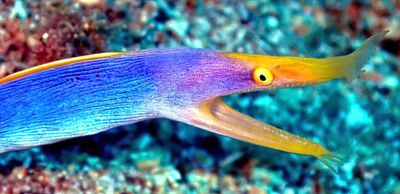 Ribbon Moray Eel, 'Rhinomuraena quaesita', Male