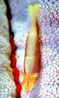 Sea Star Shrimp, 'Periclimenes soror', Red