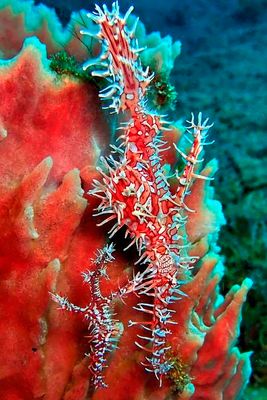 Orange Ornate Ghost Pipefish Couple On Giant Sponge