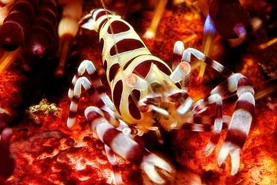 Coleman Shrimp, Frontal
