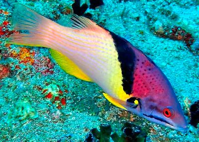 Blackbelt Hogfish, 'Bodianus mesothorax'