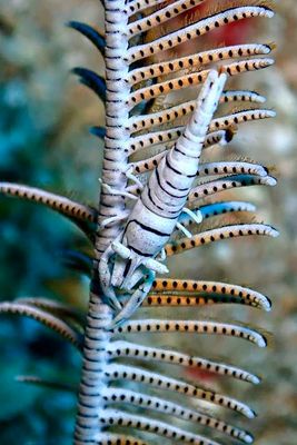 Leopard Crinoid Shrimp 'Laomenes pardus'