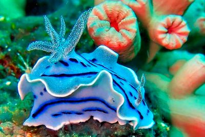 Under the Seas