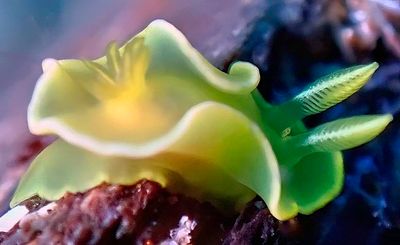 Under the Seas