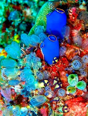 Under the Seas