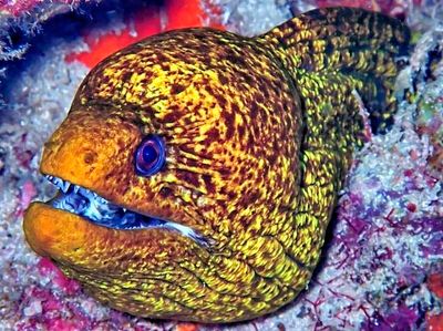 Snowflake Moray Eel, 'Echidna nebulosa'