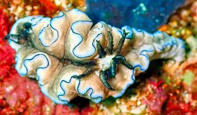 Big Nudi