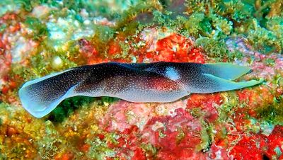 Lovely Headshield Slug, 'Chelidonura amoena'