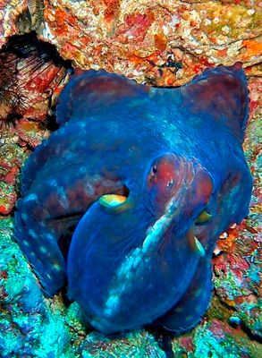 Under the Seas