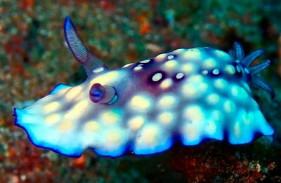 Under the Seas