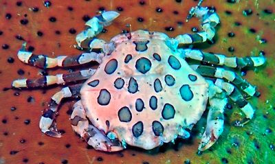 Under the Seas