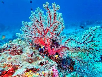 Red Gorgonian
