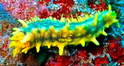 Under the Seas