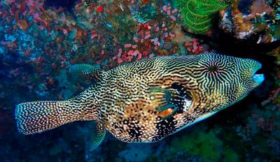 Under the Seas