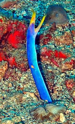 Philippines