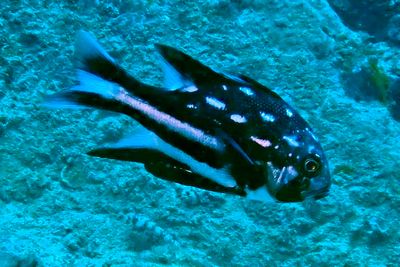 Under the Seas