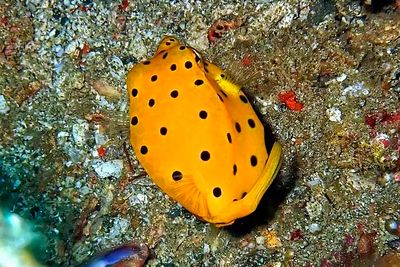 Under the Seas