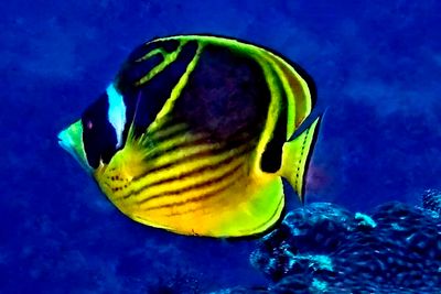Under the Seas