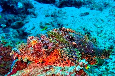 Under the Seas
